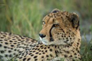 Cheetah Moremi