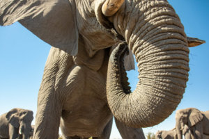 elephant mouth