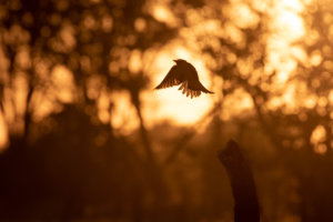 bird at sunset 