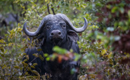 cape buffalo close up Moremi Game Reserve
