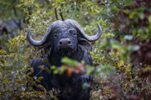 cape buffalo close up Moremi Game Reserve