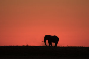 makgadikgadi elephant at sunset
