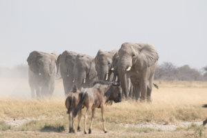 makgadikgadi elephants on the move botswana 