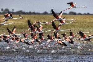 makgadikgadi flamingoes take flight botswana 