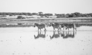 makgadikgadi zebra botswana 