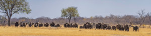huge herd of elephants botswana