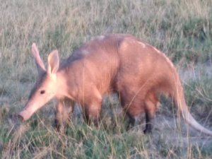 rare aardvark siting i Botswana 