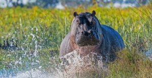 hippo charging Okavango