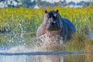 Charging Hippo Okavango