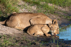 Mother lion with a cub Okavango