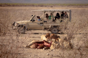 Etosha Heights Lion on a kill