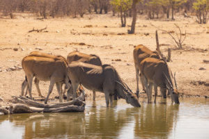 Wildlife drinking at water hole Etosha Namibia 