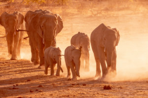 Elephants in Etosha National Park 
