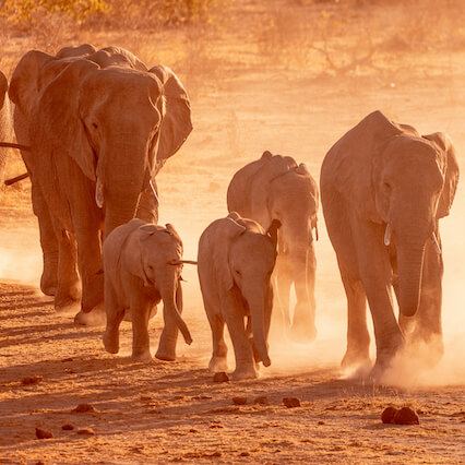 Elephants in Etosha Heights Namibia