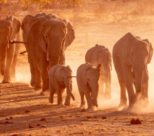 Elephant family in the dust Namibia 