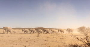 Elephants on Parade Etosha Namibia 