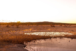 Flock of birds Etosha Heights Namibia 