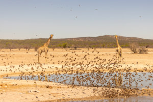 Giraffes at Etosha Heights Namibia 