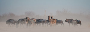 Etosha Zebra Migration 