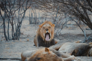 Lion staring at the camera Etosha Namibia