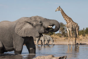 elephants and giraffes at Water hole Etosha Heights 