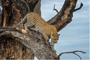 Leopard in a tree Botswana