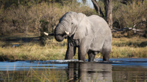 elephants at Dukes Camp Okavango