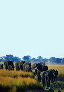 long elephant herd botswana 
