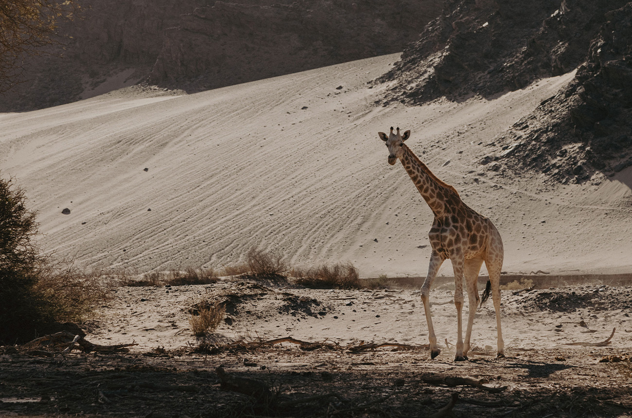 Hoanib Valley, Namibia